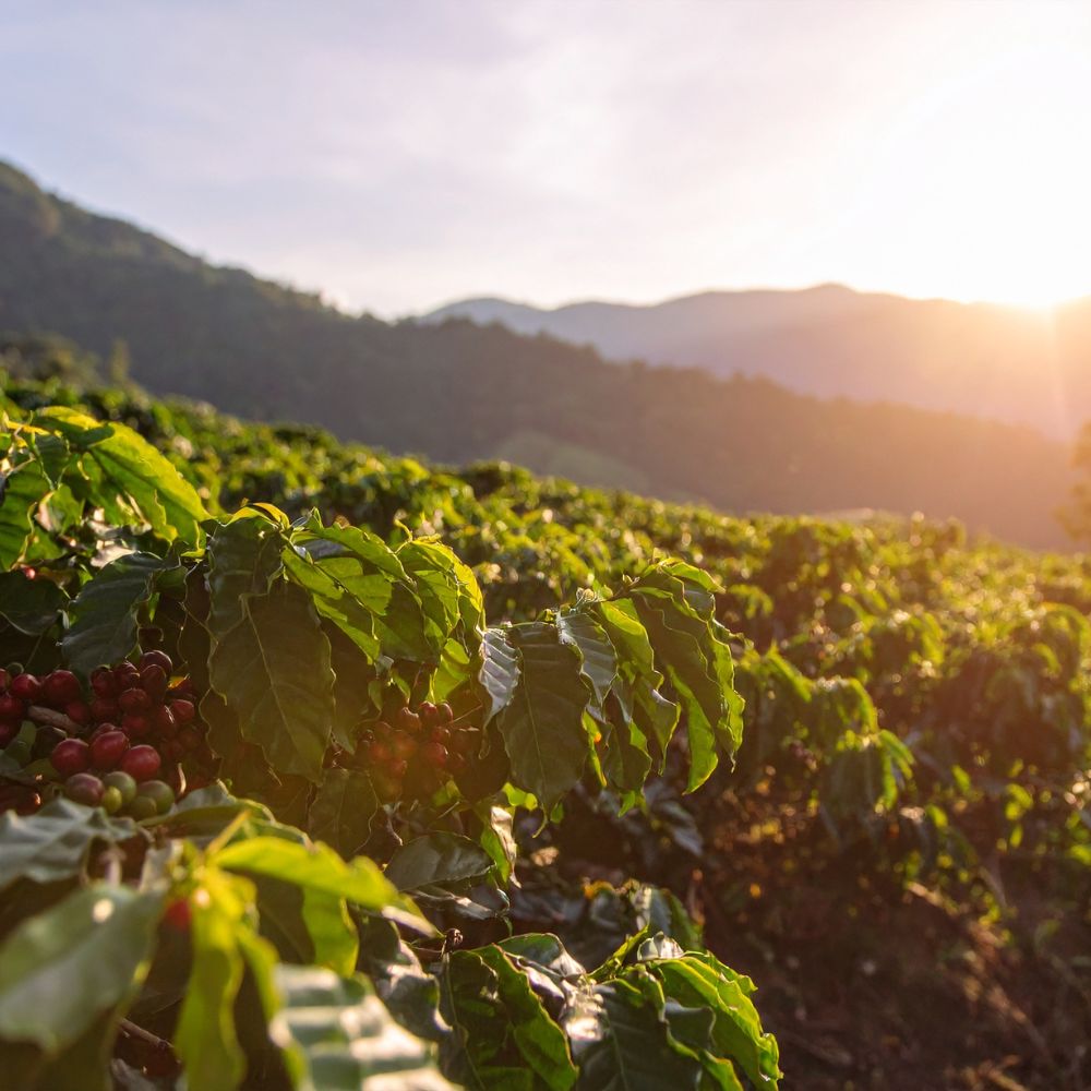 ChangeBrewCo-Tea-theBrewThatLovesYouBack-Coffee-Plantation-1000×1000