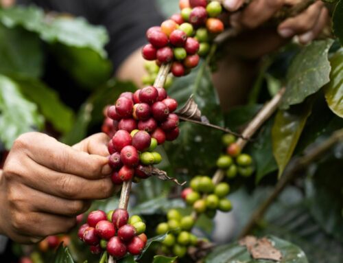 Good Taste: Affordable Choices with a Conscience