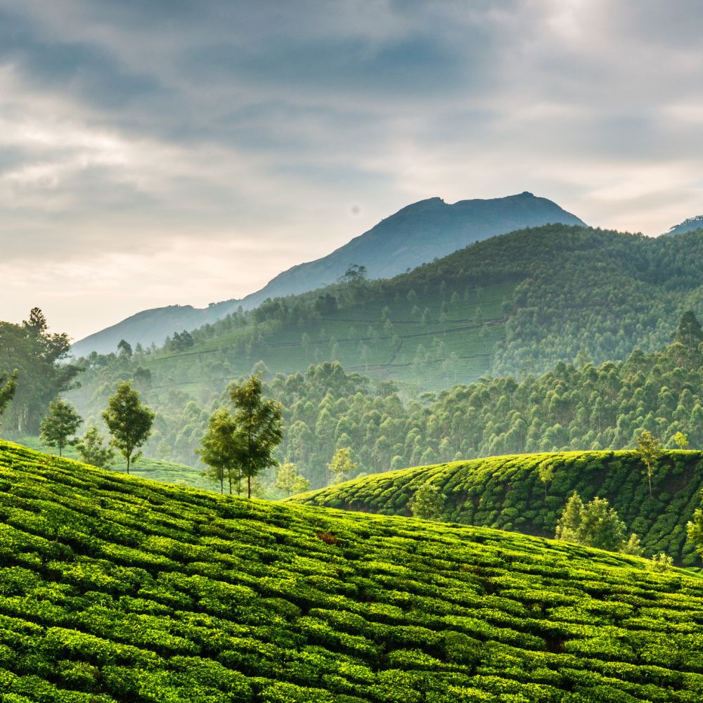 Change Brew Co. Sustainability