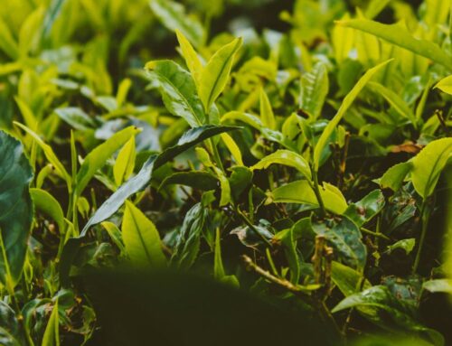 Meet the Master Blenders: The Story Behind Our Tea