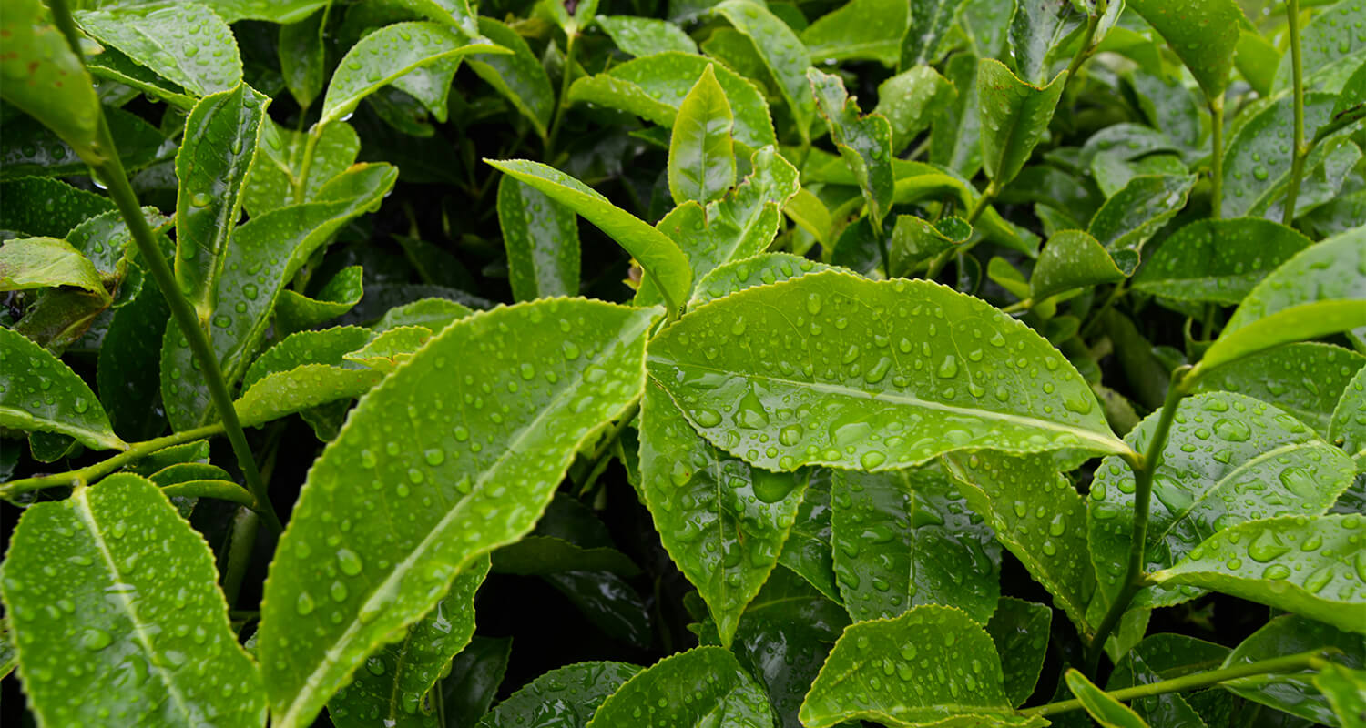 Change Brew Co. Wholesale Tea and Coffee