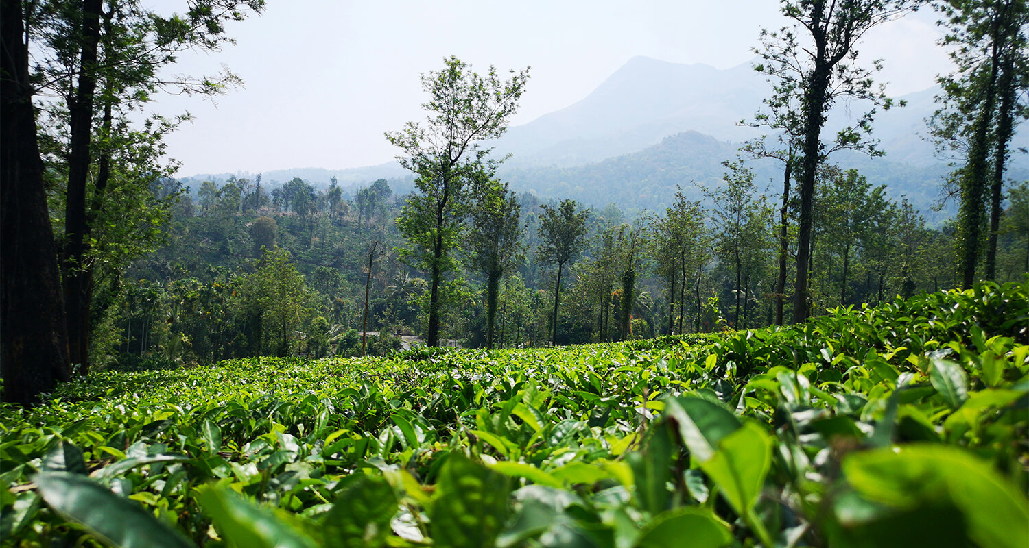 Change Brew Co. Wholesale Tea and Coffee